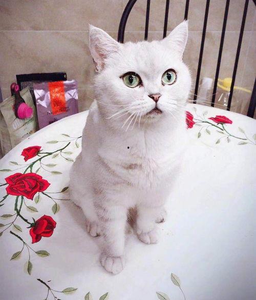 七七和铲屎官娱乐吃瓜君,吃瓜君带你揭秘娱乐圈幕后故事